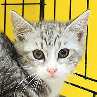 さばトラ「4s125」 SKU： 4s125