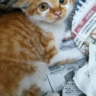 急募　子猫保護　里親様募集