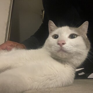 人なつっこいネコさんを保護しています！