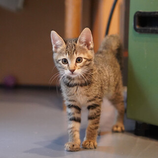 みくちゃん★ 遊ぶの大好き！パーフェクトキジ