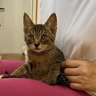 雑種3ヶ月オス猫キジトラ