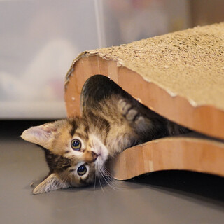 サンジくん★遊ぶの大好き！かわいい！