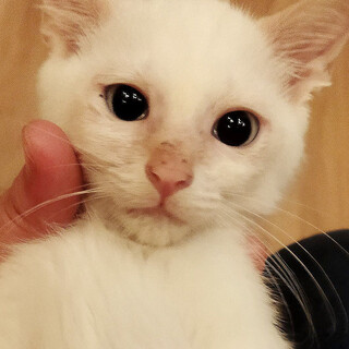 白猫｢4s153」 SKU： 4s153