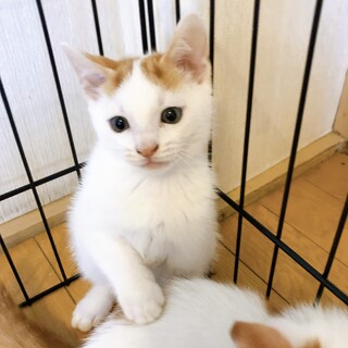 7/17西千葉ෆ⃛そっくり４兄妹ෆ⃛に乃くん