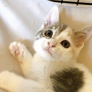 7/17西千葉ෆ⃛そっくり４兄妹ෆ⃛しみ子ちゃん