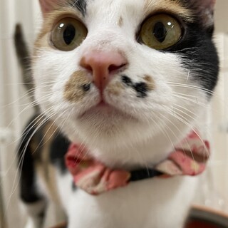 可愛い小柄な三毛猫ちゃん！