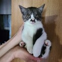 子猫の里親募集中