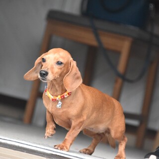 ヤンチャすぎるお膝犬の女の子