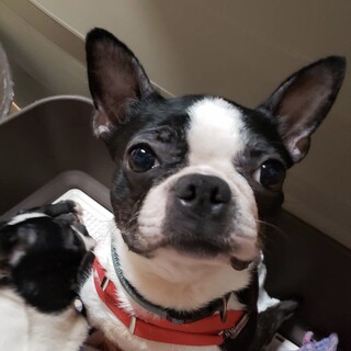 ボストンテリア　女の子　みえちゃん