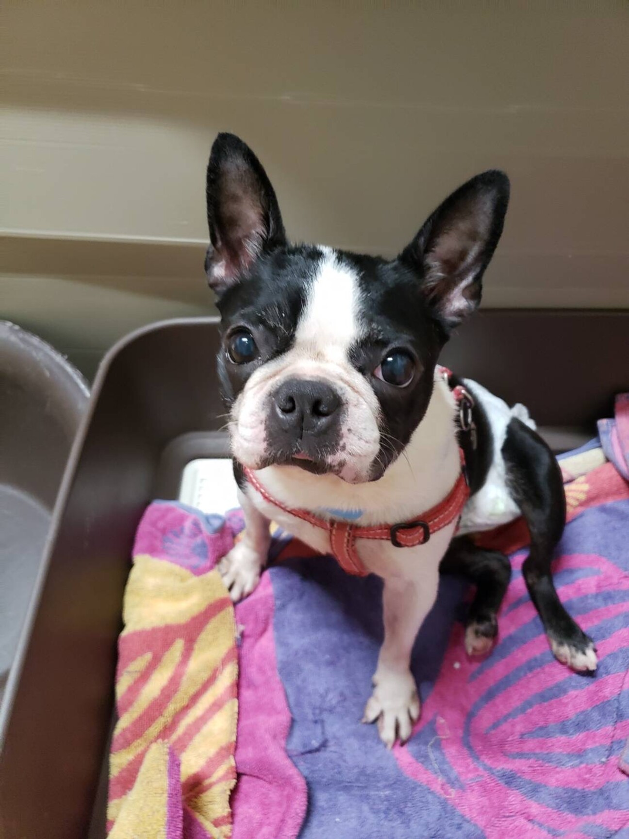 ボストンテリア 女の子 奈良県 犬の里親募集 4916 ペットのおうち 月間利用者150万人