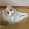 スコティッシュフォールド