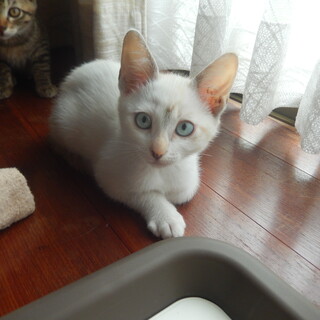 薄い水色の眼をした美人さんです。