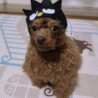 ピナッツ