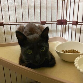 最後約3ヶ月の仔猫です！