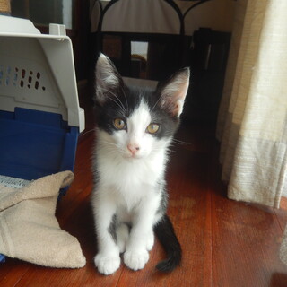 好奇心いっぱい！黒×白のハチ割れ君です。