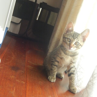 イケメン系キジトラ君です。