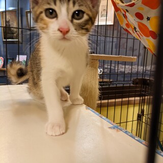 くるりんしっぽがかわいいシマ三毛のねねちゃん