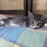 キジ×白　男の子 サムネイル3
