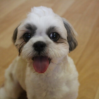 ミロちゃん　推定8カ月