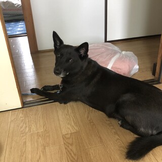 とっても大人しい子です！