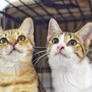 麦わらの子猫の姉妹