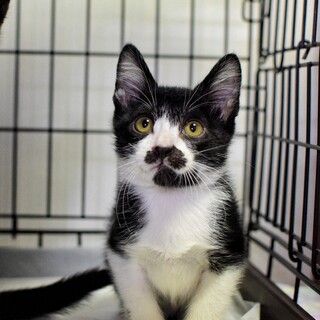 ハチワレでヒゲ柄の男の子