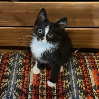 お顔の白ラインが個性的且つチャーミングな黒白猫