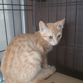 ちゃとらのキュートな女の子　きゅうちゃん　5か月