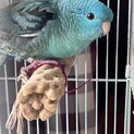 手乗りサザナミインコ1歳オス、里親募集