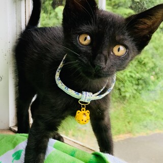 12あんこ　9ヶ月　黒　オス　鍵しっぽ