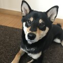 里親募集