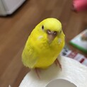 心優しい里親様を募集しております。