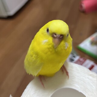 心優しい里親様を募集しております。