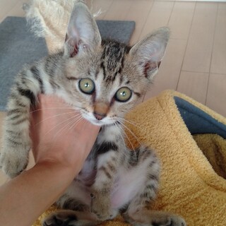 よくあそぶ　迷いねこ♂