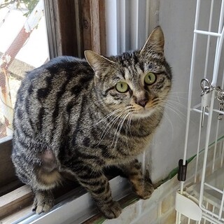 おつちゃん❣️ずっとの家族を待ってます