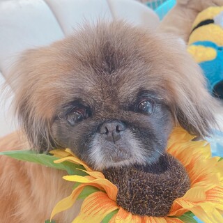 ペキニーズ　６歳の女の子