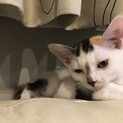 水玉模様の三毛猫　生後3ヶ月　クレタ