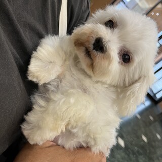 甘えん坊のマルチーズ女の子