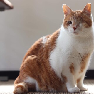 茶白 カイエン君　里親様募集♡