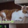 茶白 カイエン君　里親様募集♡ サムネイル4