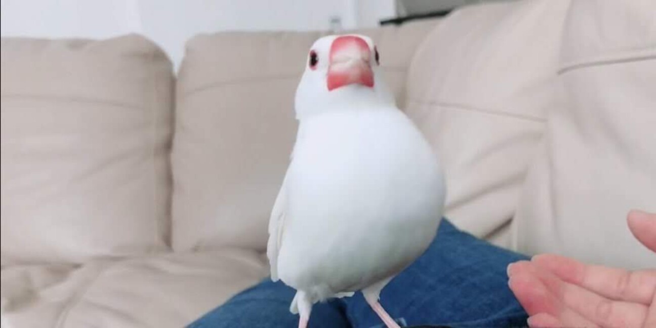 白文鳥とボタンインコの里 北海道 鳥の里親募集 4970 ペットのおうち 月間利用者150万人