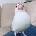 白文鳥とボタンインコの里親さん募集
