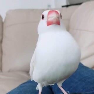 白文鳥とボタンインコの里親さん募集