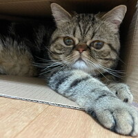 マロン
