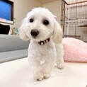 【子犬】ふんわりやさしいマルチーズmixの女の子♪
