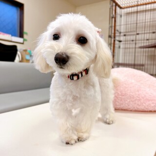 【子犬】ふんわりやさしいマルチーズmixの女の子♪