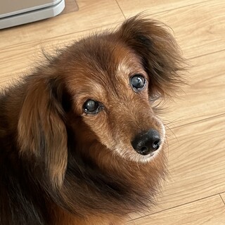 人が大好き！おおらかなダックス君　らいちゃん