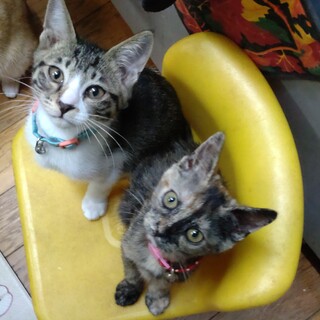 かわいいキジ白とサビの仲良し兄妹ポム＆パム　ペアで