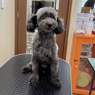 フルーチェ
