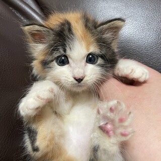 【長毛三毛猫】サロンシャンプー済み
